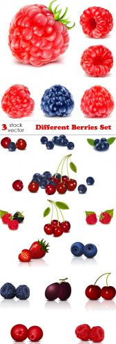 Vectors - Different Berries Set