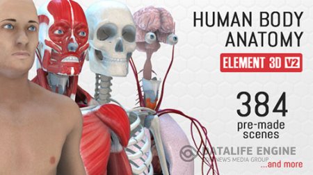 Human Body Anatomy - Project for After Effects (Videohive)