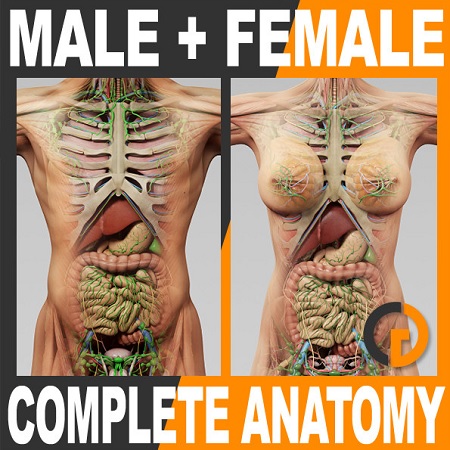 TurboSquid: Human Male and Female Complete Anatomy 